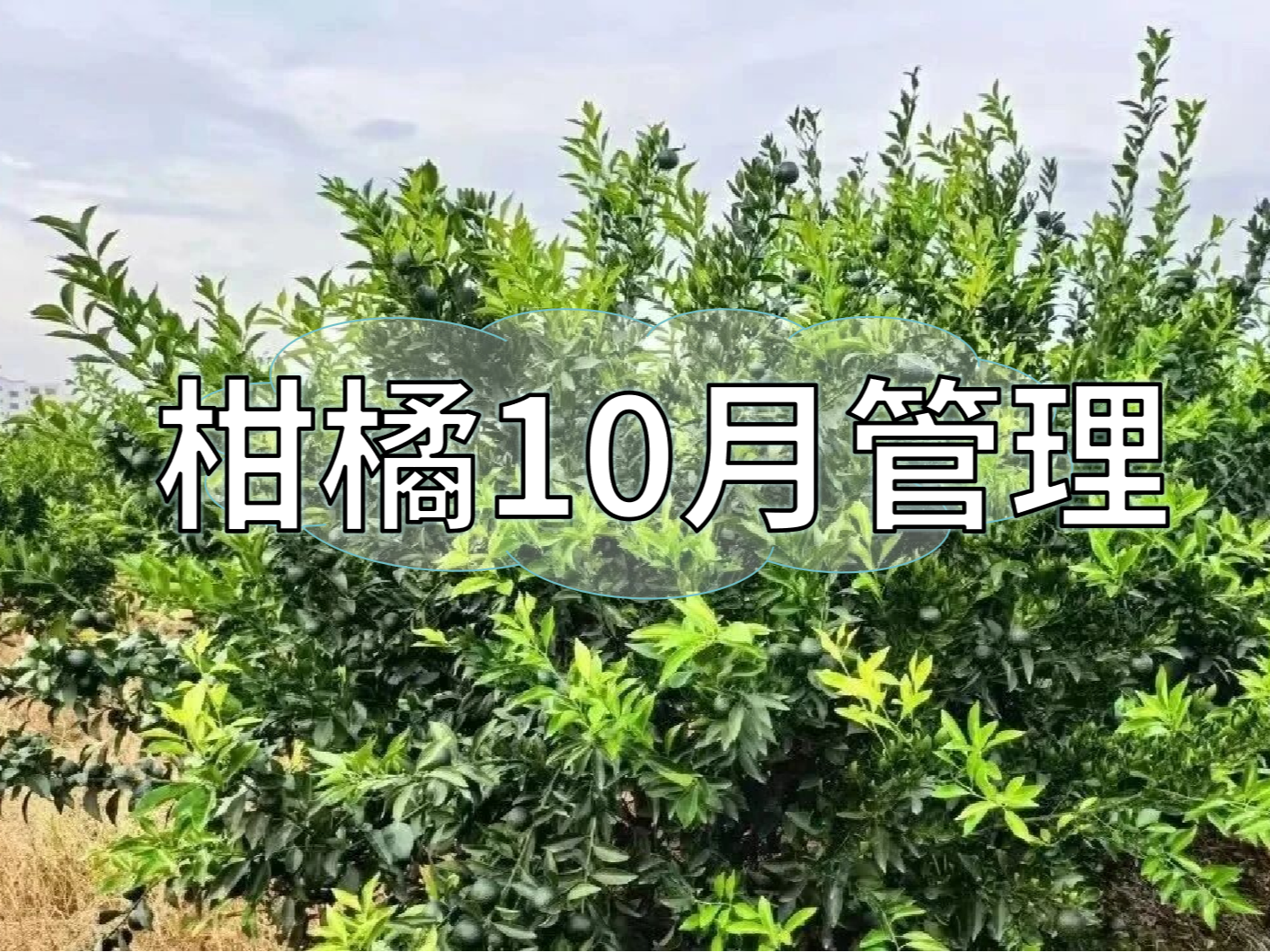 柑橘10月管理：秋梢老熟、促著色、促花芽分化
