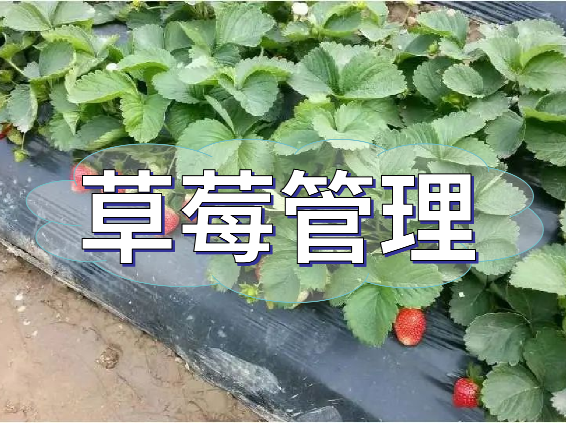 這樣做讓你的草莓品質(zhì)好，產(chǎn)量高！