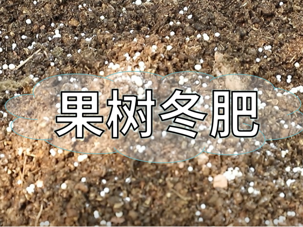 果樹冬肥要巧施，這樣施肥省錢又有效