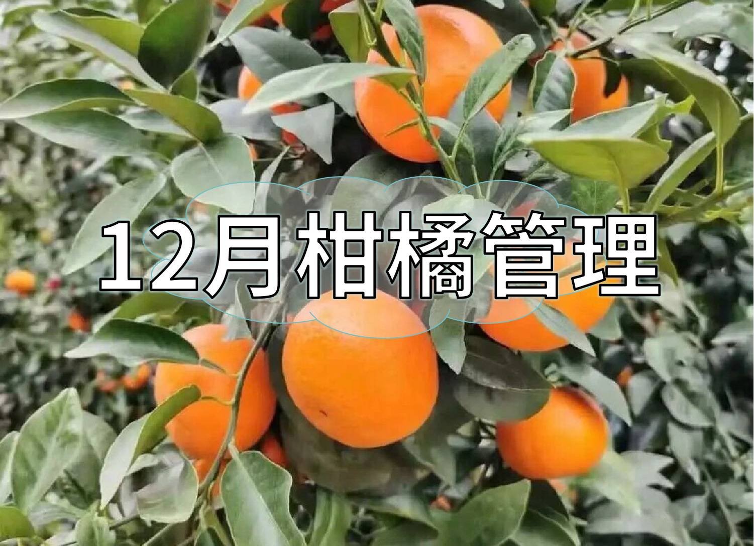 柑橘現(xiàn)在管理要點：著色防凍，保樹促花防病蟲