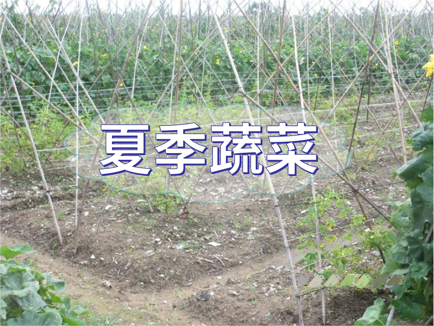 夏季蔬菜實現(xiàn)高產(chǎn)優(yōu)收要點