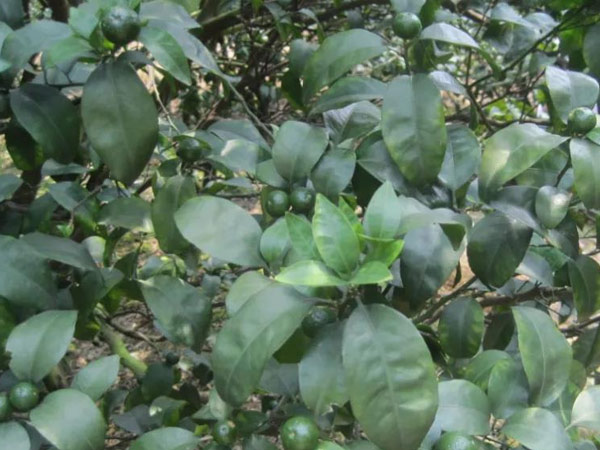 微補三級火箭方案有如此神奇功效？