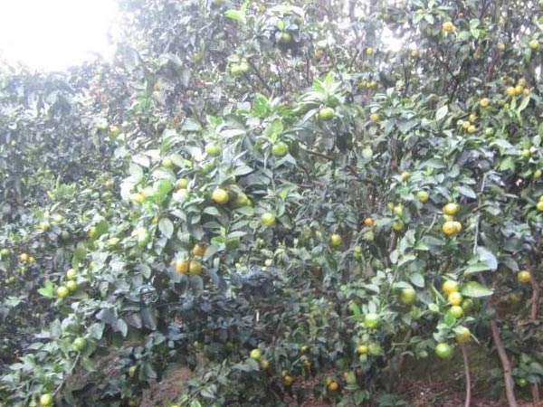 微補三級火箭方案有如此神奇功效？