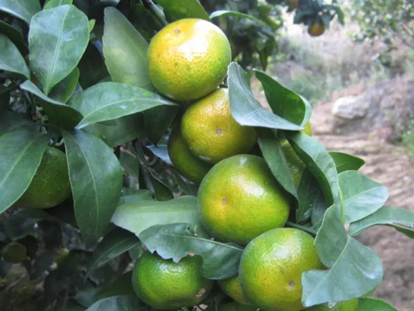 微補三級火箭方案有如此神奇功效？