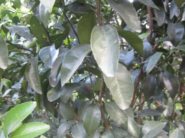 微補三級火箭方案有如此神奇功效？