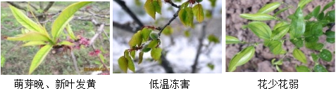 核果類營(yíng)養(yǎng)方案
