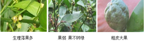 柑橘營養(yǎng)方案