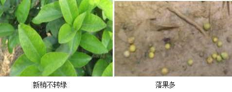 柑橘營養(yǎng)方案