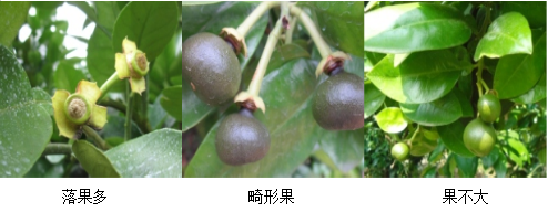 蜜柚營(yíng)養(yǎng)方案