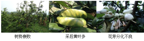 蜜柚營(yíng)養(yǎng)方案