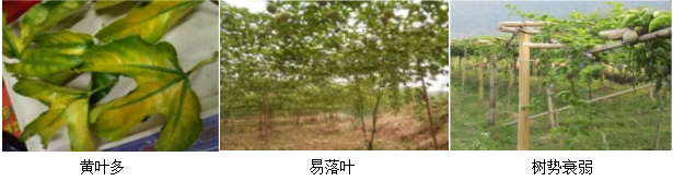 百香果營(yíng)養(yǎng)方案
