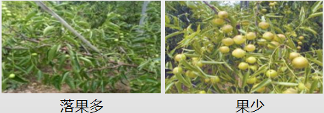 冬棗營養(yǎng)方案