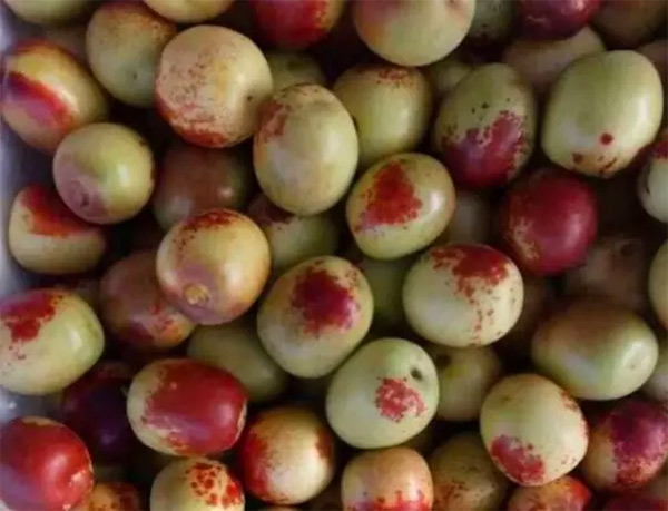 采果前后生防病蟲害，效益最佳?！