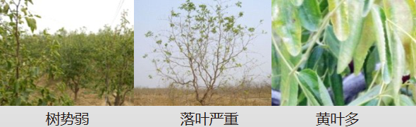 冬棗營養(yǎng)方案