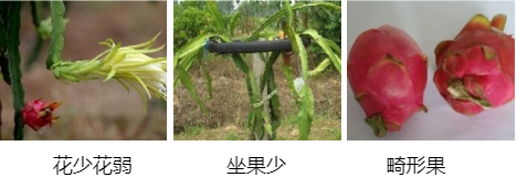 火龍果營養(yǎng)方案