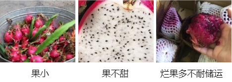 火龍果營養(yǎng)方案