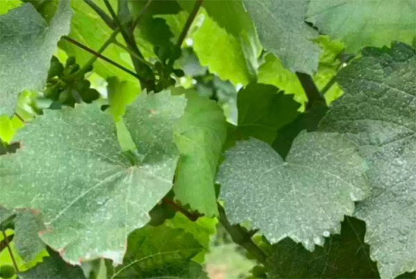 采果前后生防病蟲害，效益最佳?！