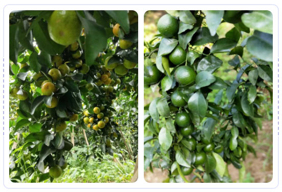 秋梢期，柑橘果農(nóng)都在做這件事……