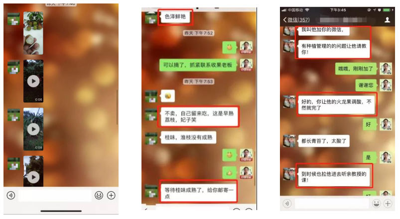 荔枝園連年高產(chǎn)，秘訣在這里