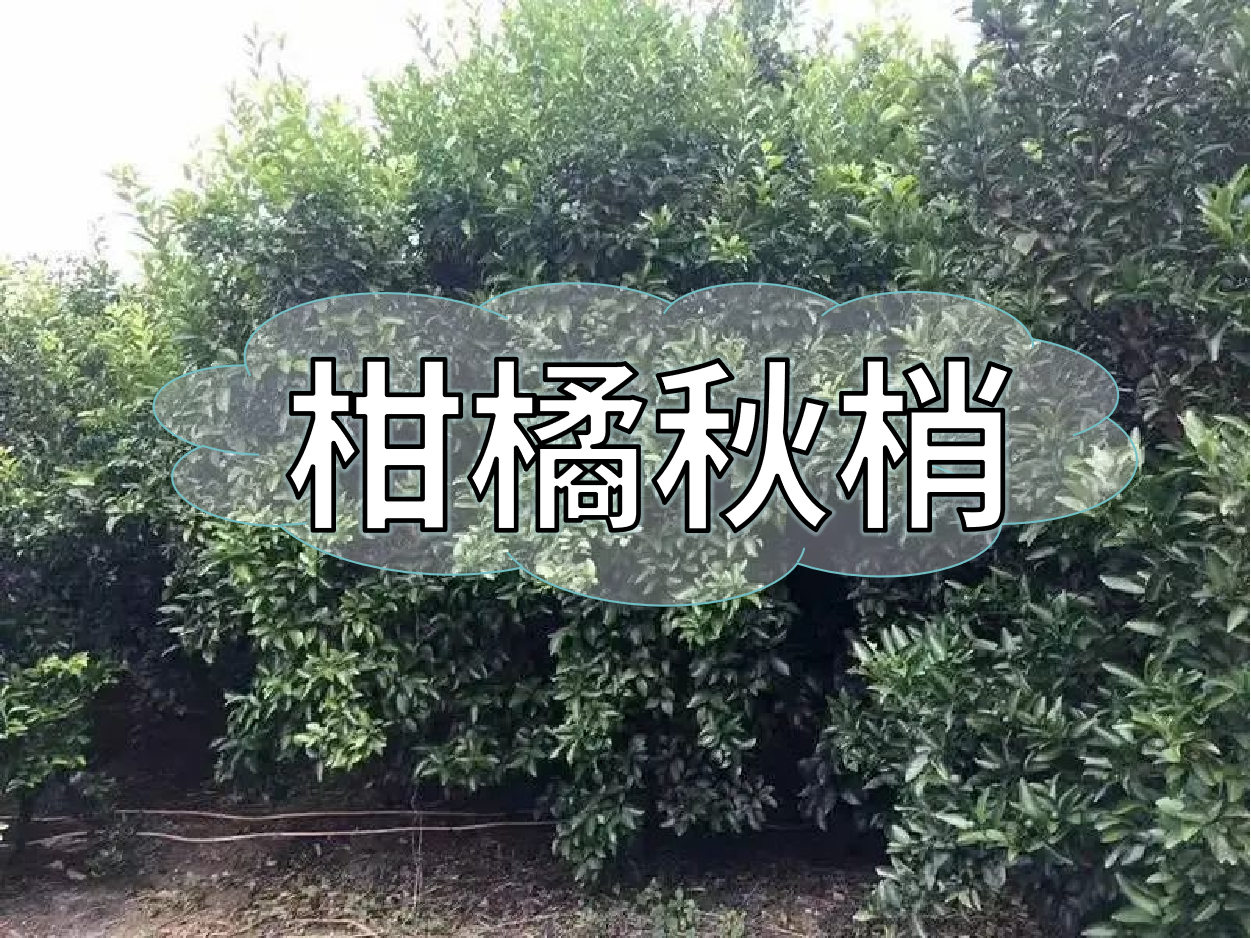 柑橘秋梢老熟期，抓好重點穩(wěn)今年，保明年